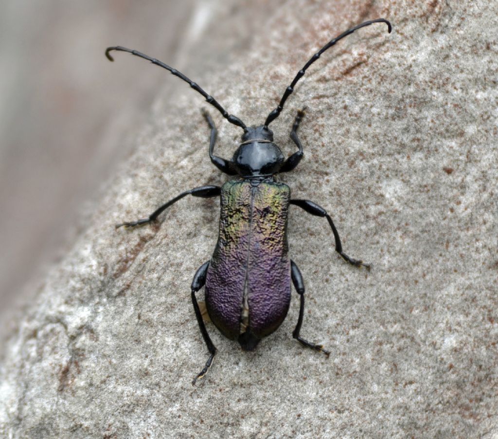 Ropalopus ungaricus